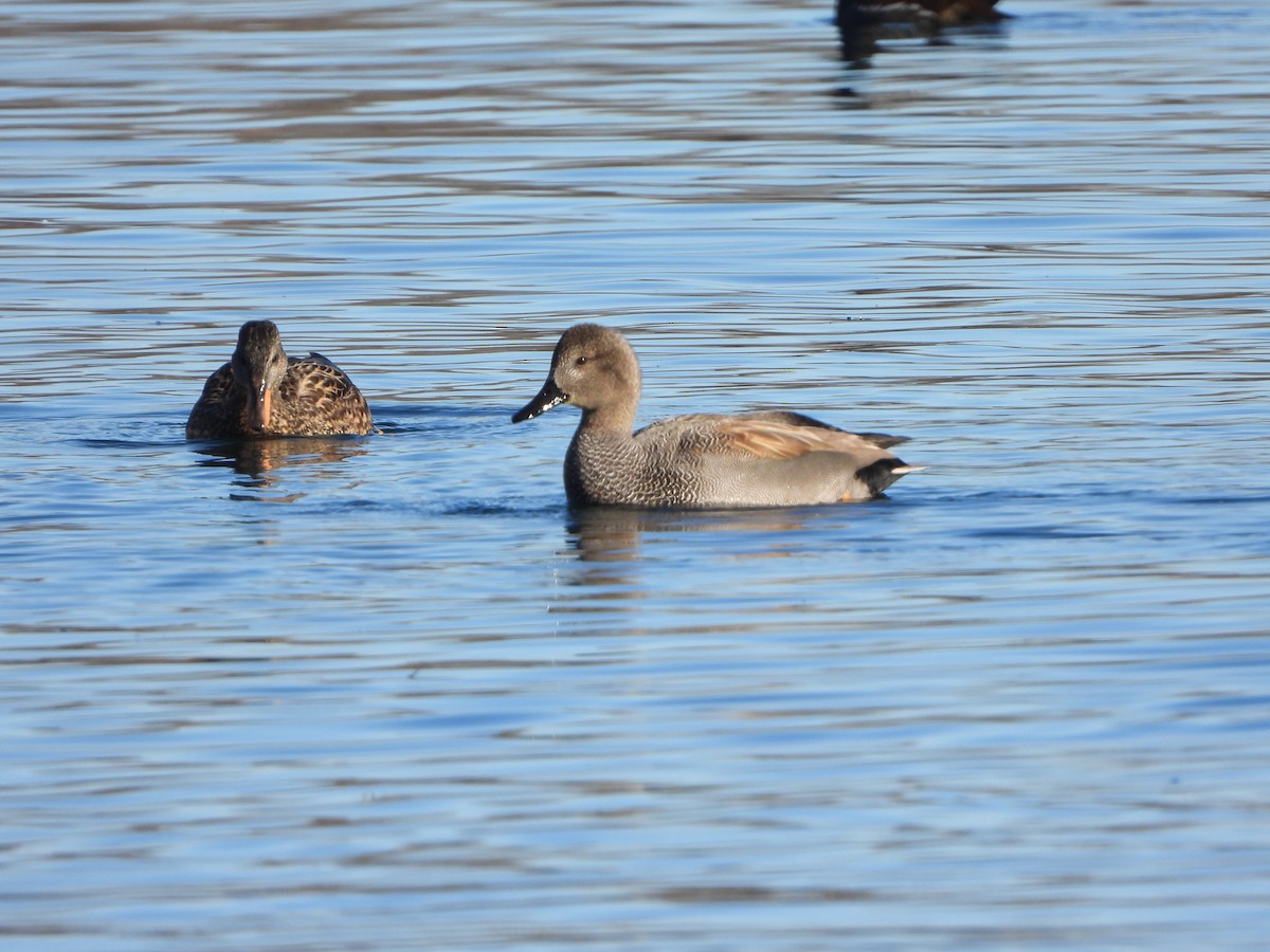 赤膀鴨 - ML646835421