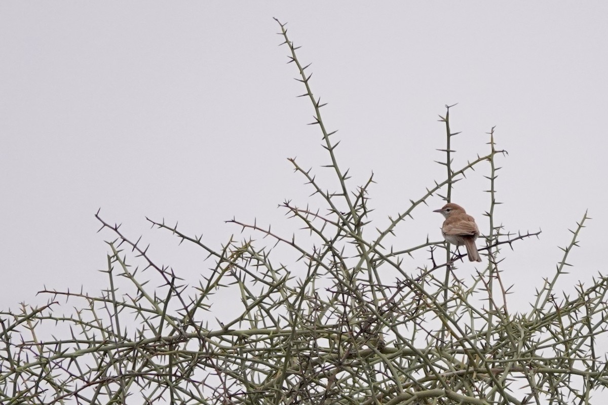 dynelerke - ML646835422