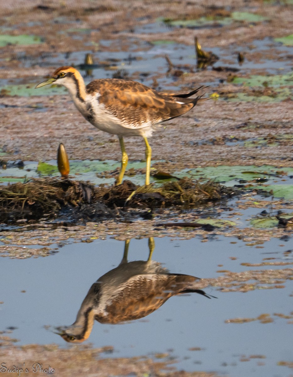Jacana à longue queue - ML646835426