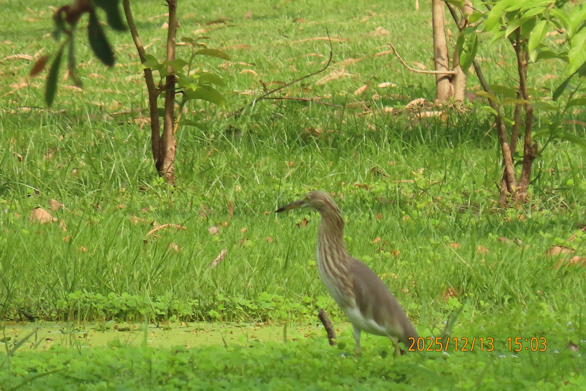 Chinese Pond-Heron - ML646835433