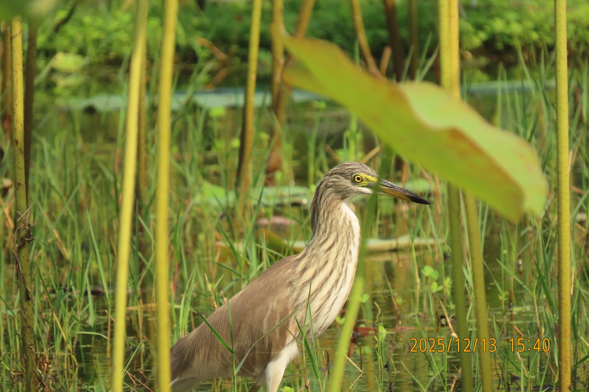 Chinese Pond-Heron - ML646835434