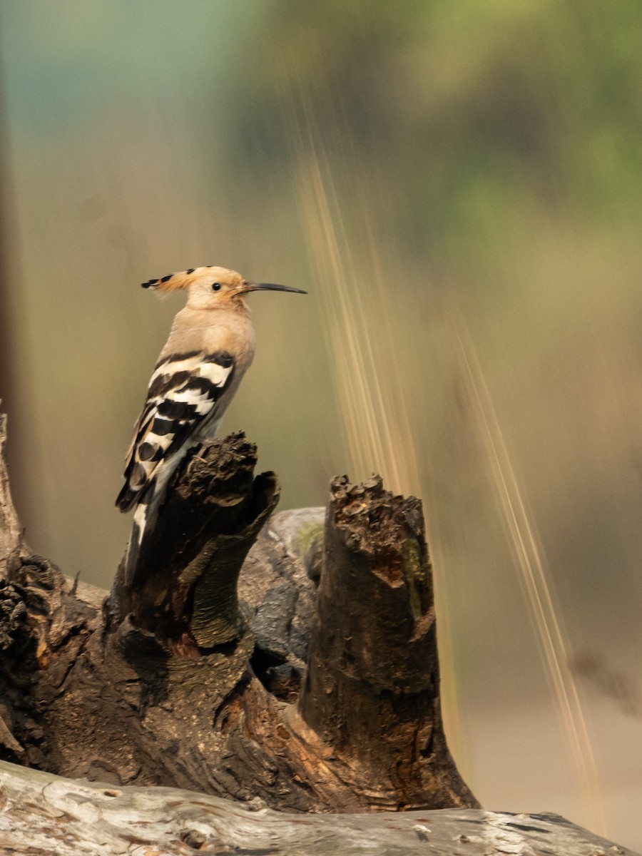 Common Hoopoe - ML646835466