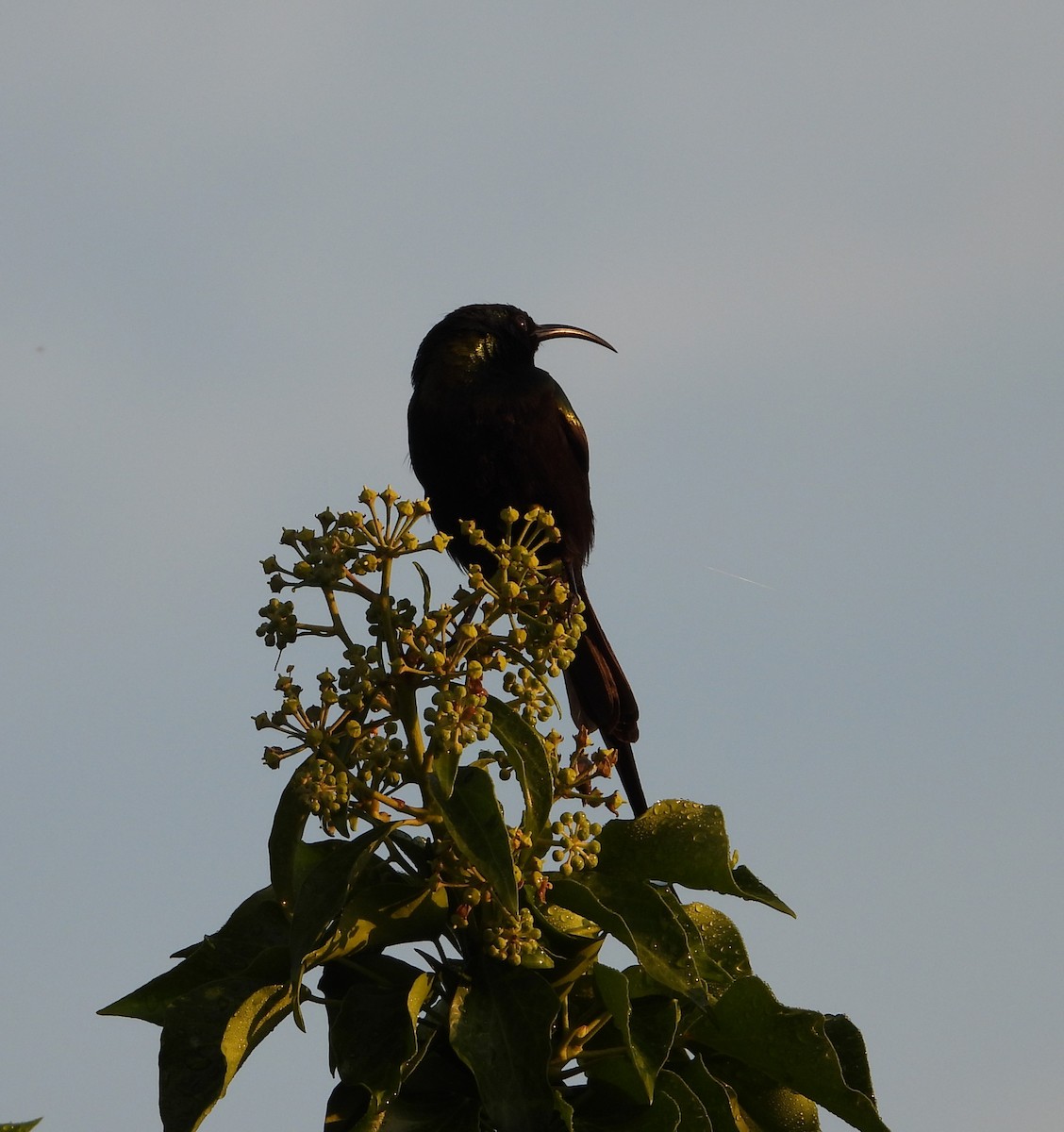 Bronze Sunbird - ML646835470