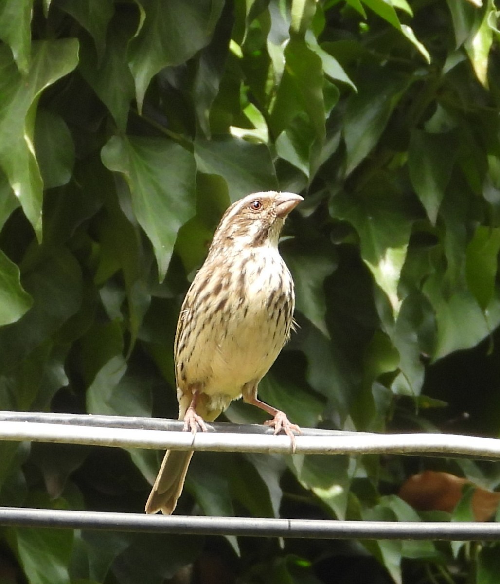 Streaky Seedeater - ML646835471