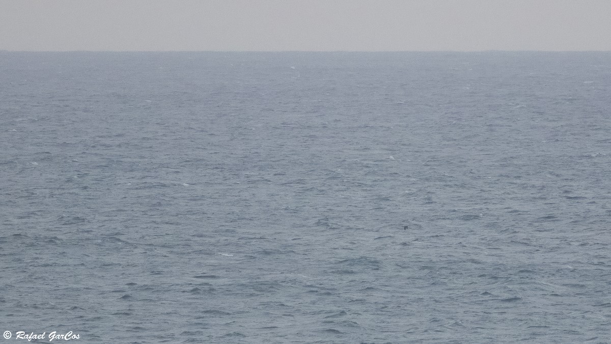 ハシグロアビ - ML646835472