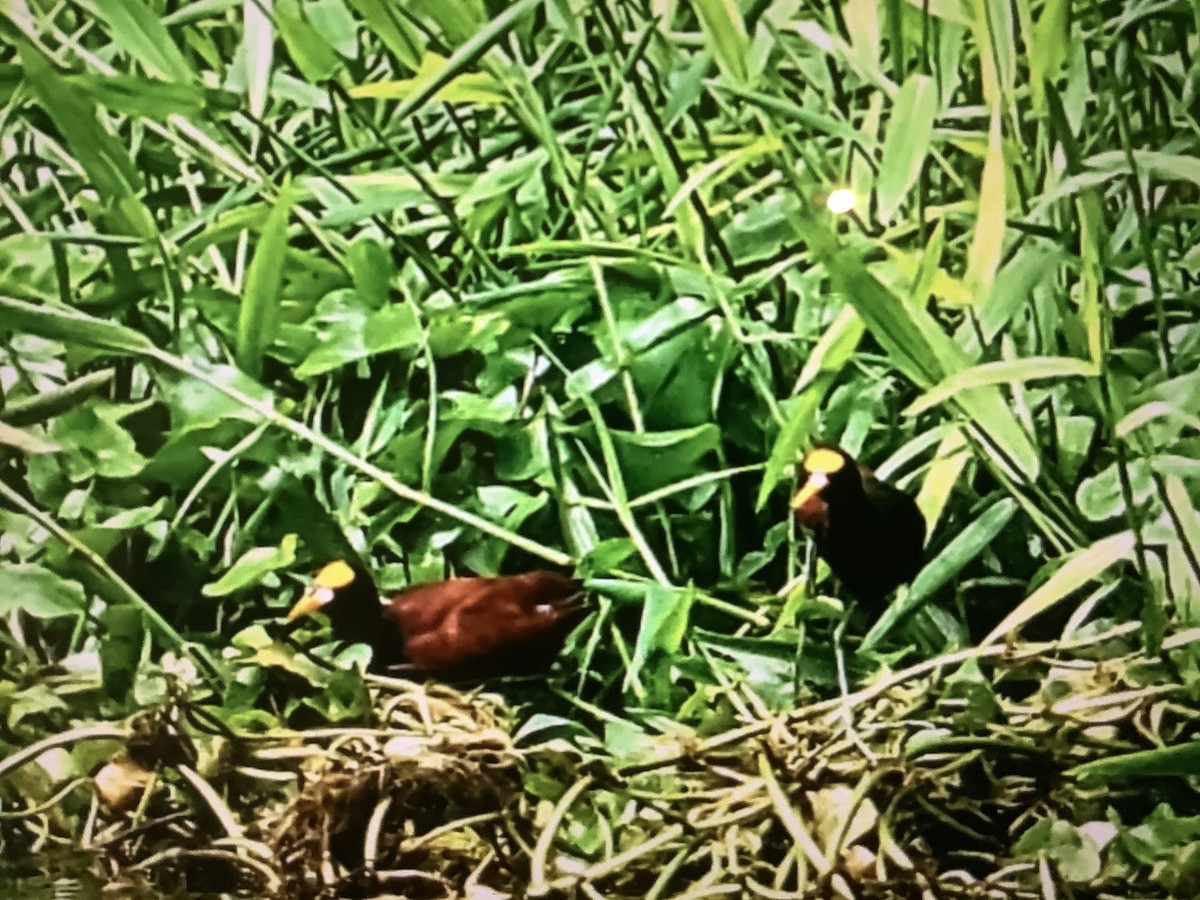 ostnák trnitý - ML646835473