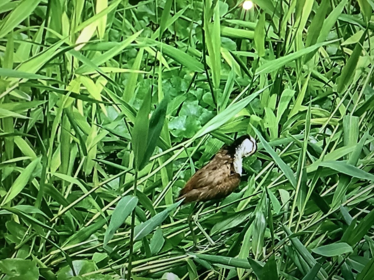 ostnák trnitý - ML646835474