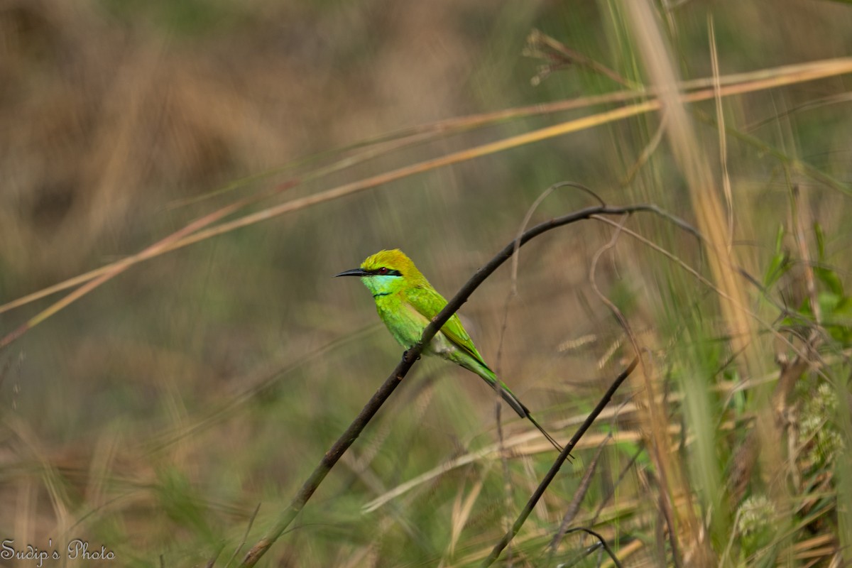 Asian Green Bee-eater - ML646835475