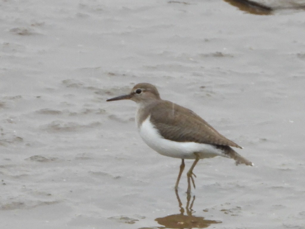 Common Sandpiper - ML646835476