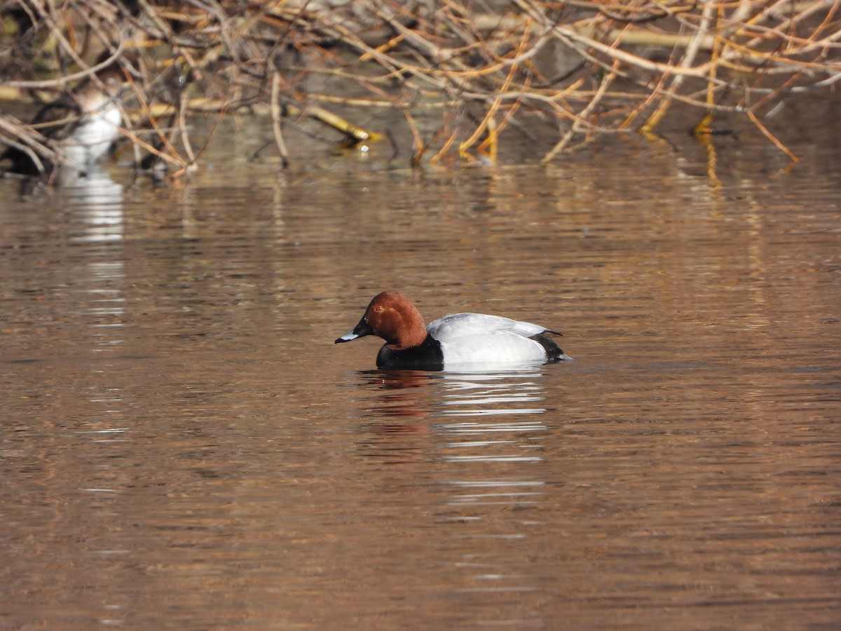 taffeland - ML646835477