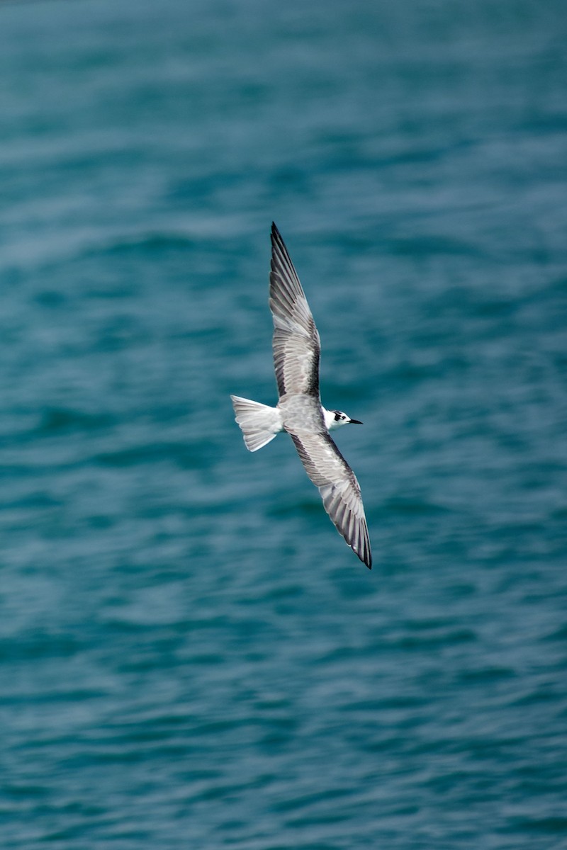 ハジロクロハラアジサシ - ML646835479