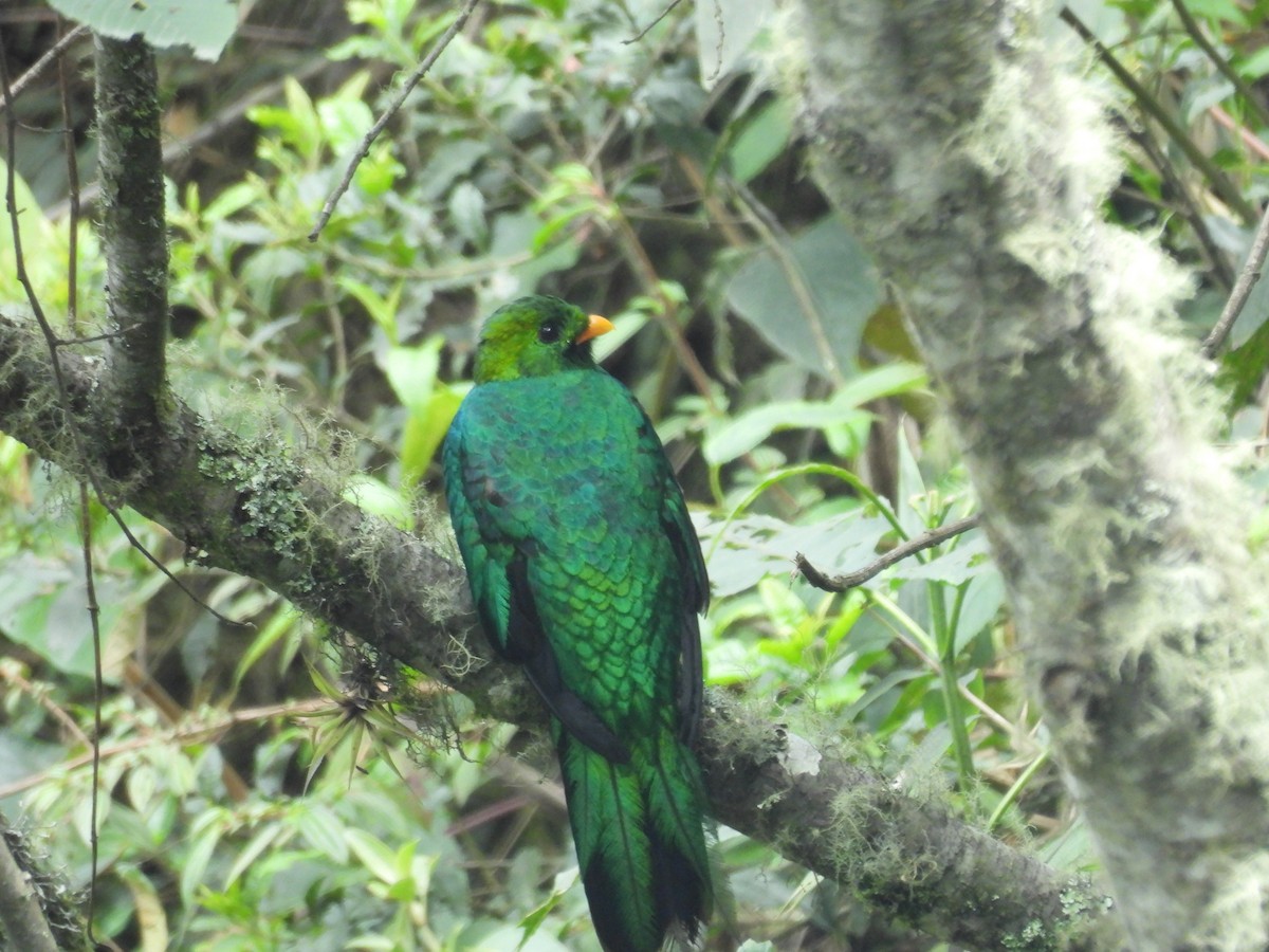 Goldkopftrogon - ML646835482