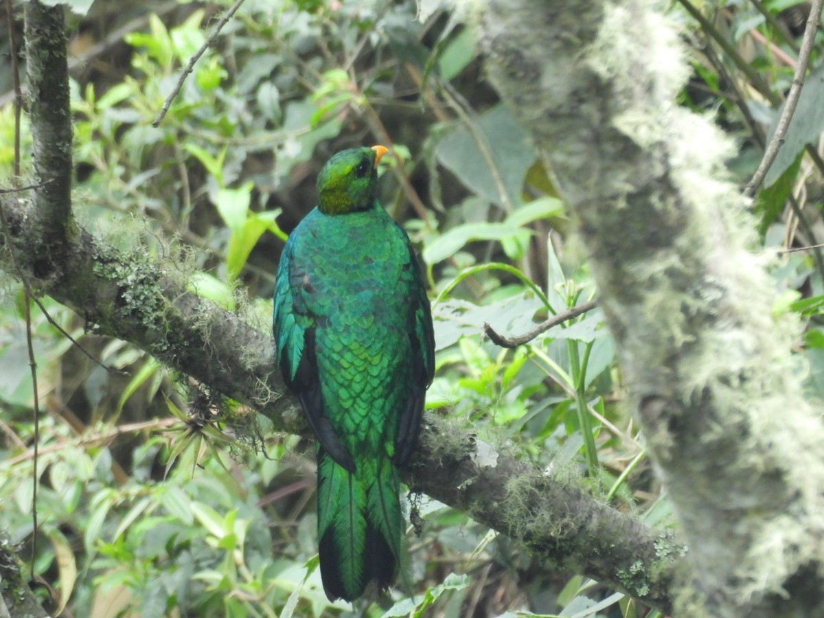 Goldkopftrogon - ML646835483