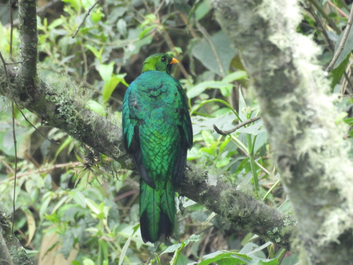 Goldkopftrogon - ML646835484