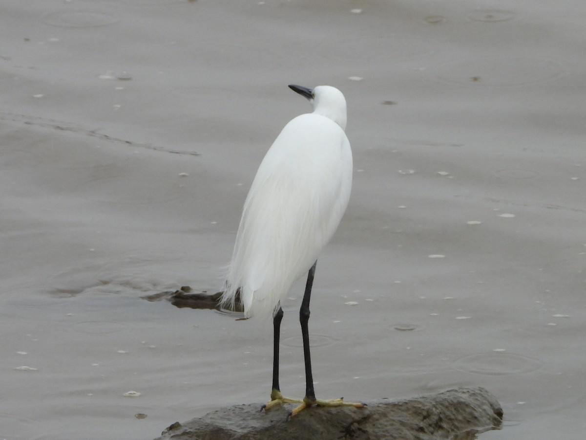 Little Egret - ML646835493