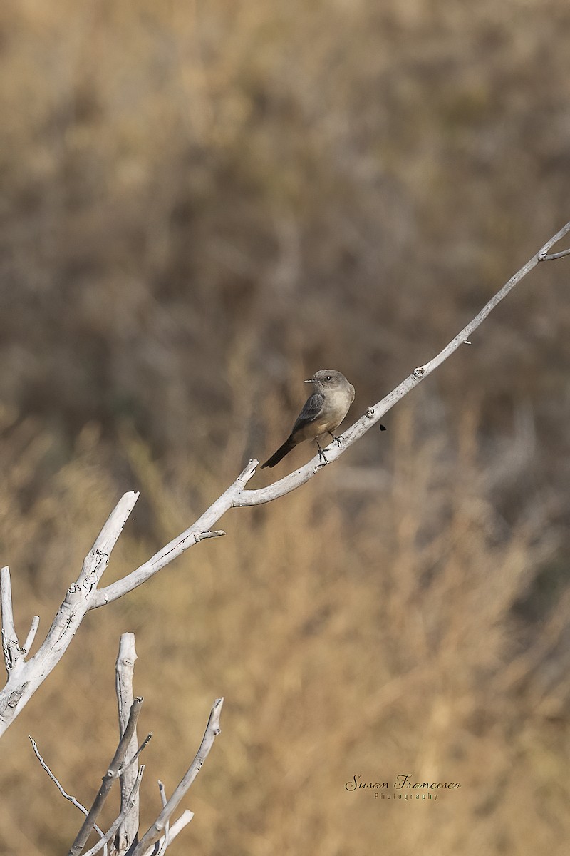 Mosquero Llanero - ML646835496