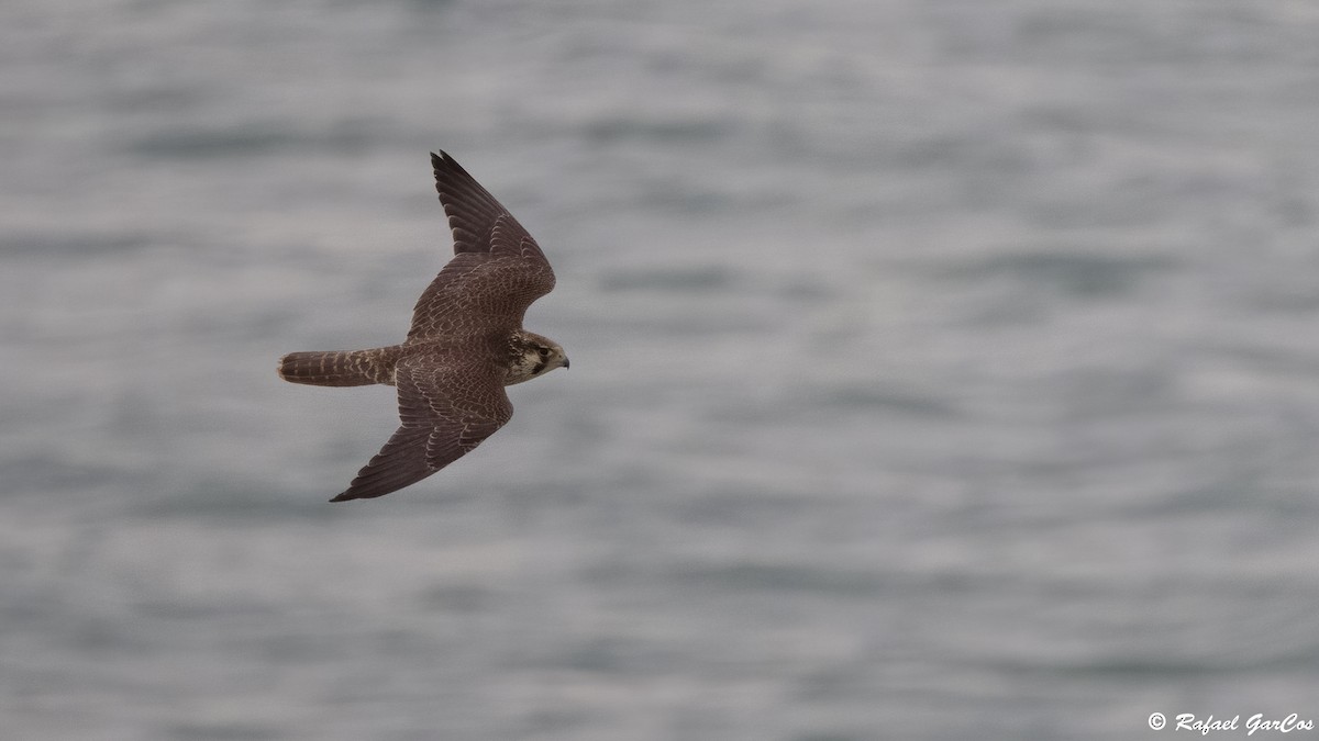 ハヤブサ - ML646835498