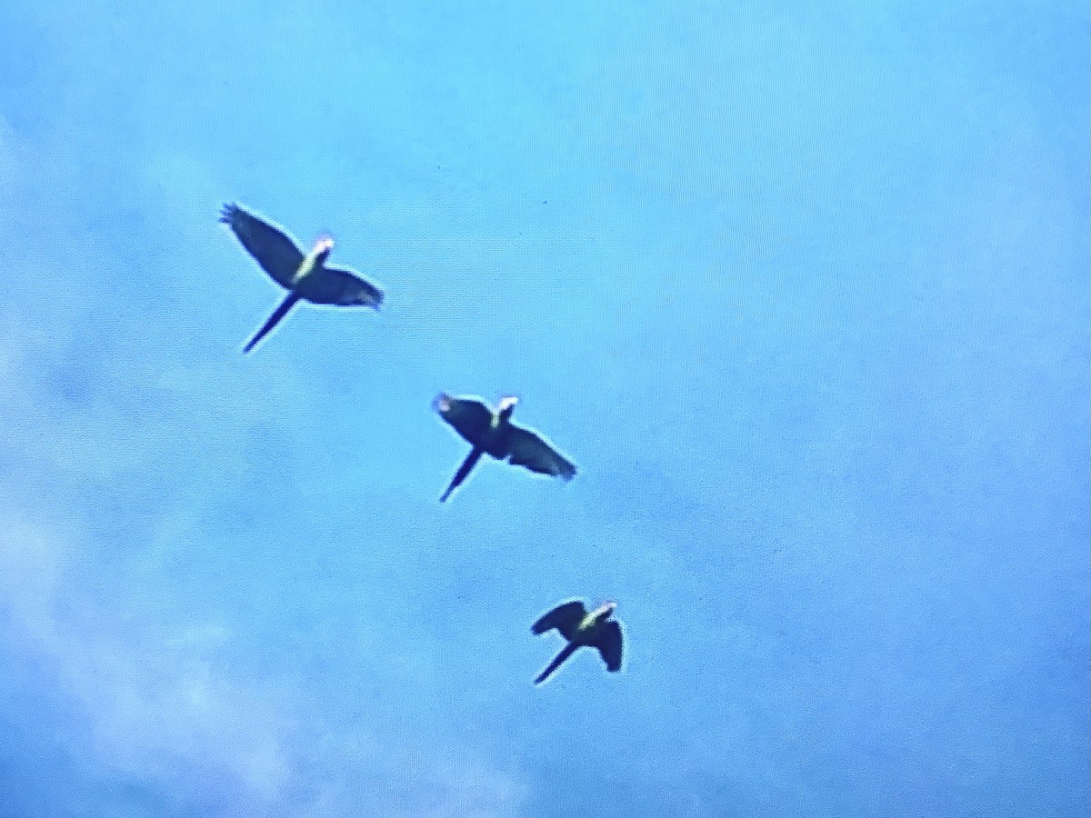 ara zelený - ML646835499