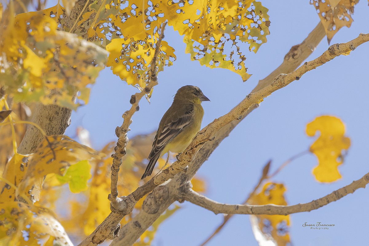 Jilguero Menor - ML646835501