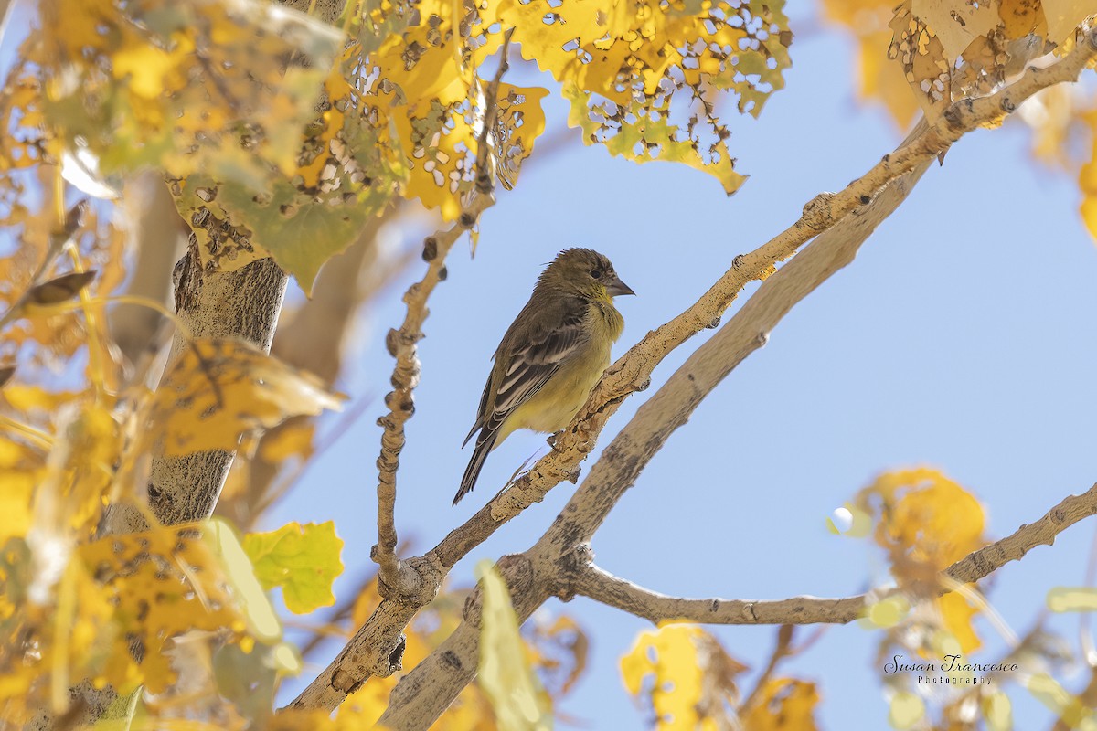 Jilguero Menor - ML646835503