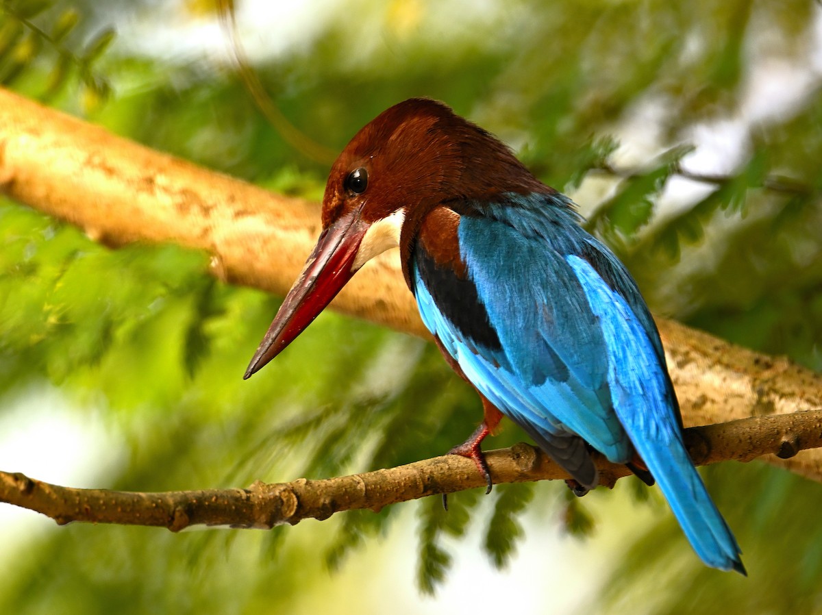 White-throated Kingfisher - ML646835504