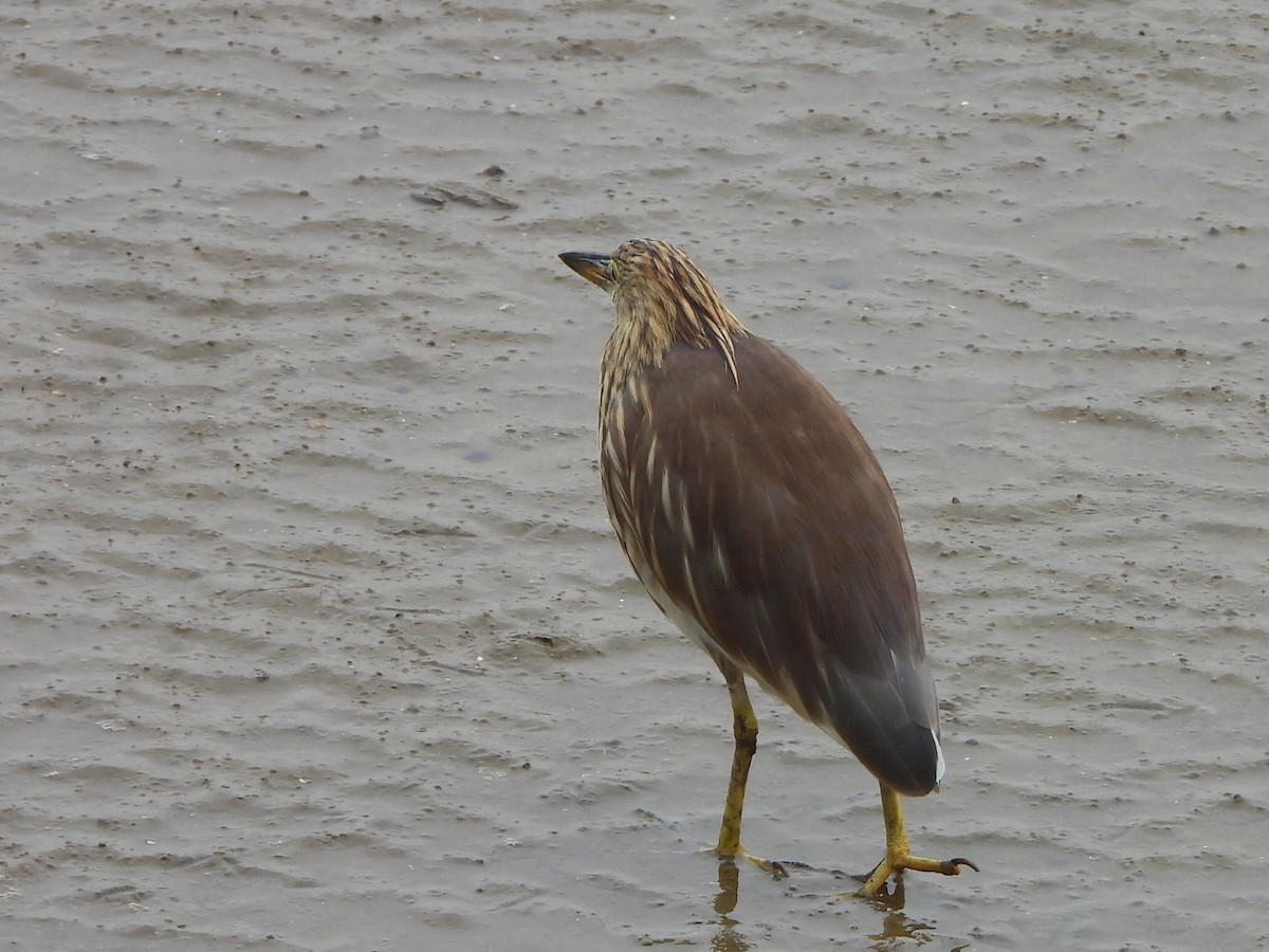 Chinese Pond-Heron - ML646835509