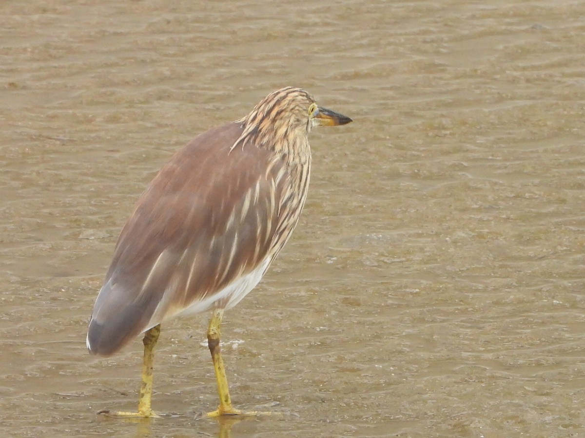 Chinese Pond-Heron - ML646835510