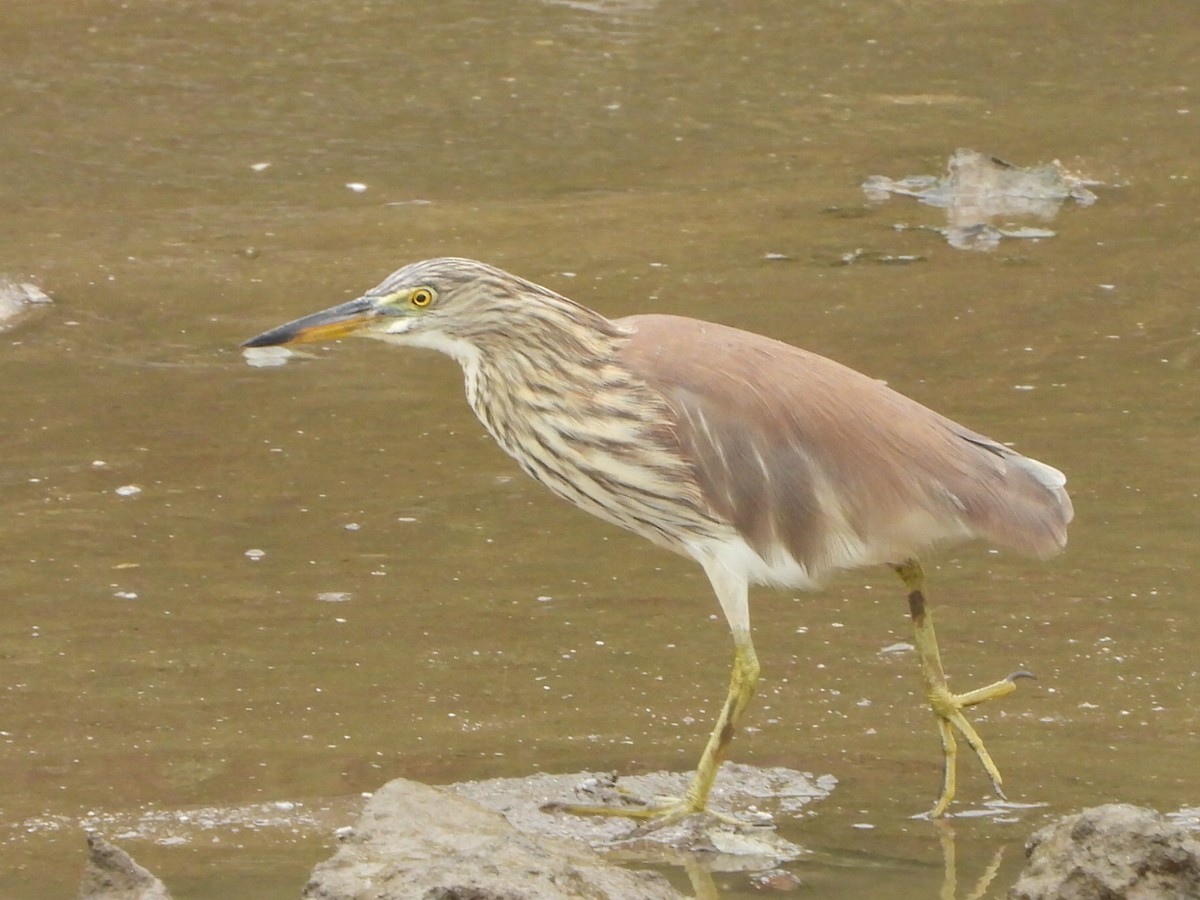 Chinese Pond-Heron - ML646835511