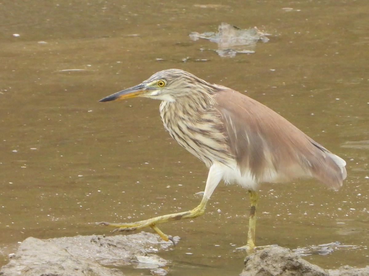 Chinese Pond-Heron - ML646835512