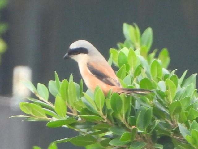 Long-tailed Shrike - ML646835526