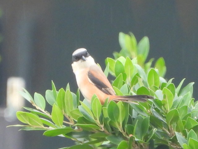 Long-tailed Shrike - ML646835527