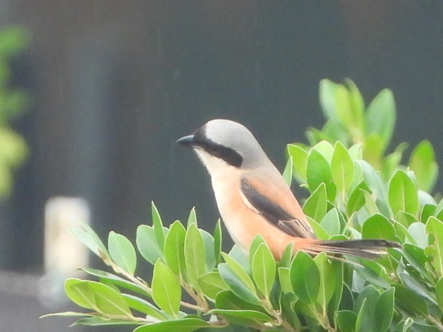 Long-tailed Shrike - ML646835528