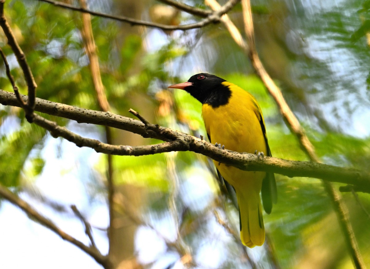 Black-hooded Oriole - ML646835534