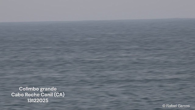 ハシグロアビ - ML646835537