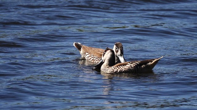 Pink-eared Duck - ML646835539