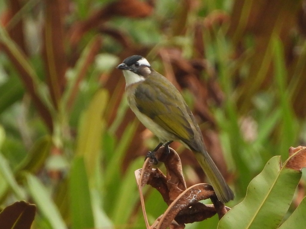 Light-vented Bulbul - ML646835540
