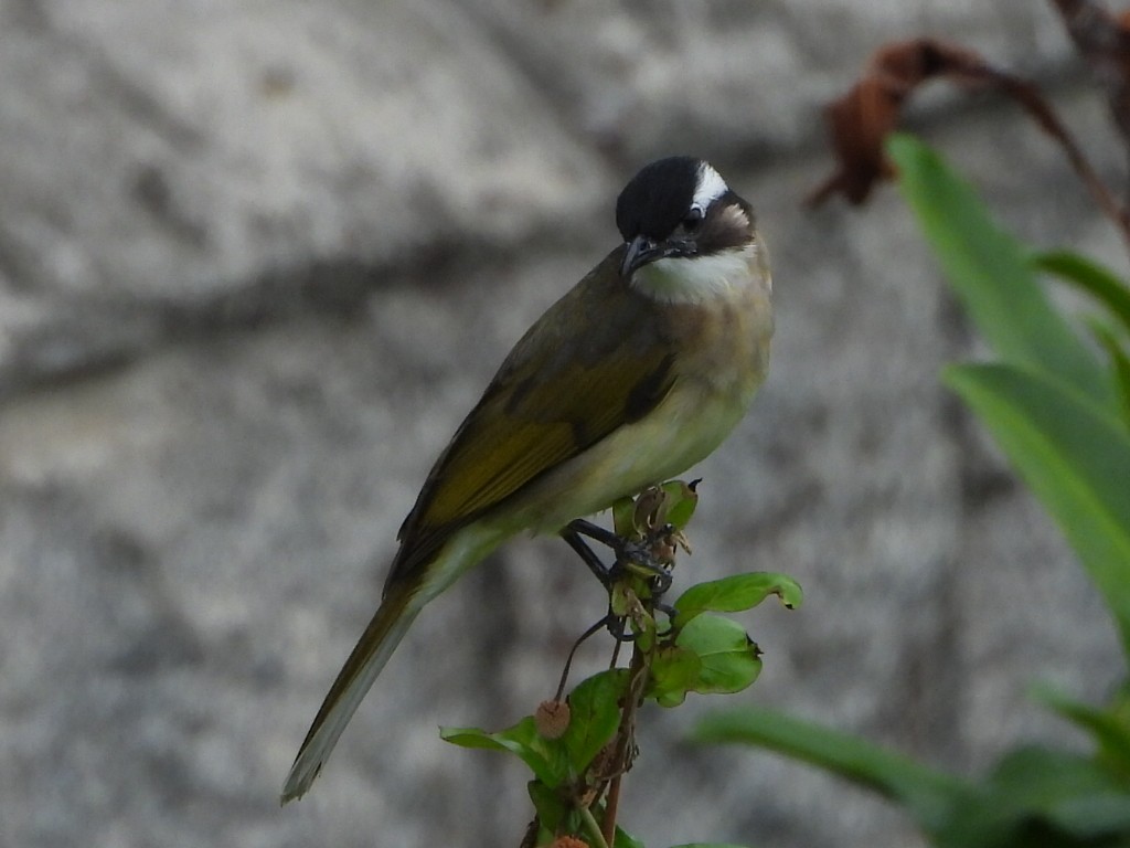 Light-vented Bulbul - ML646835541