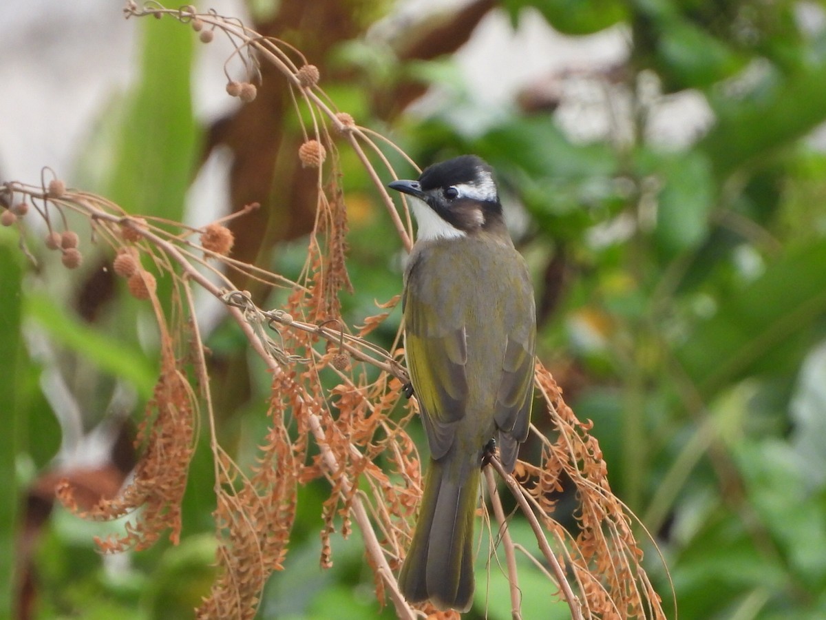 Light-vented Bulbul - ML646835542