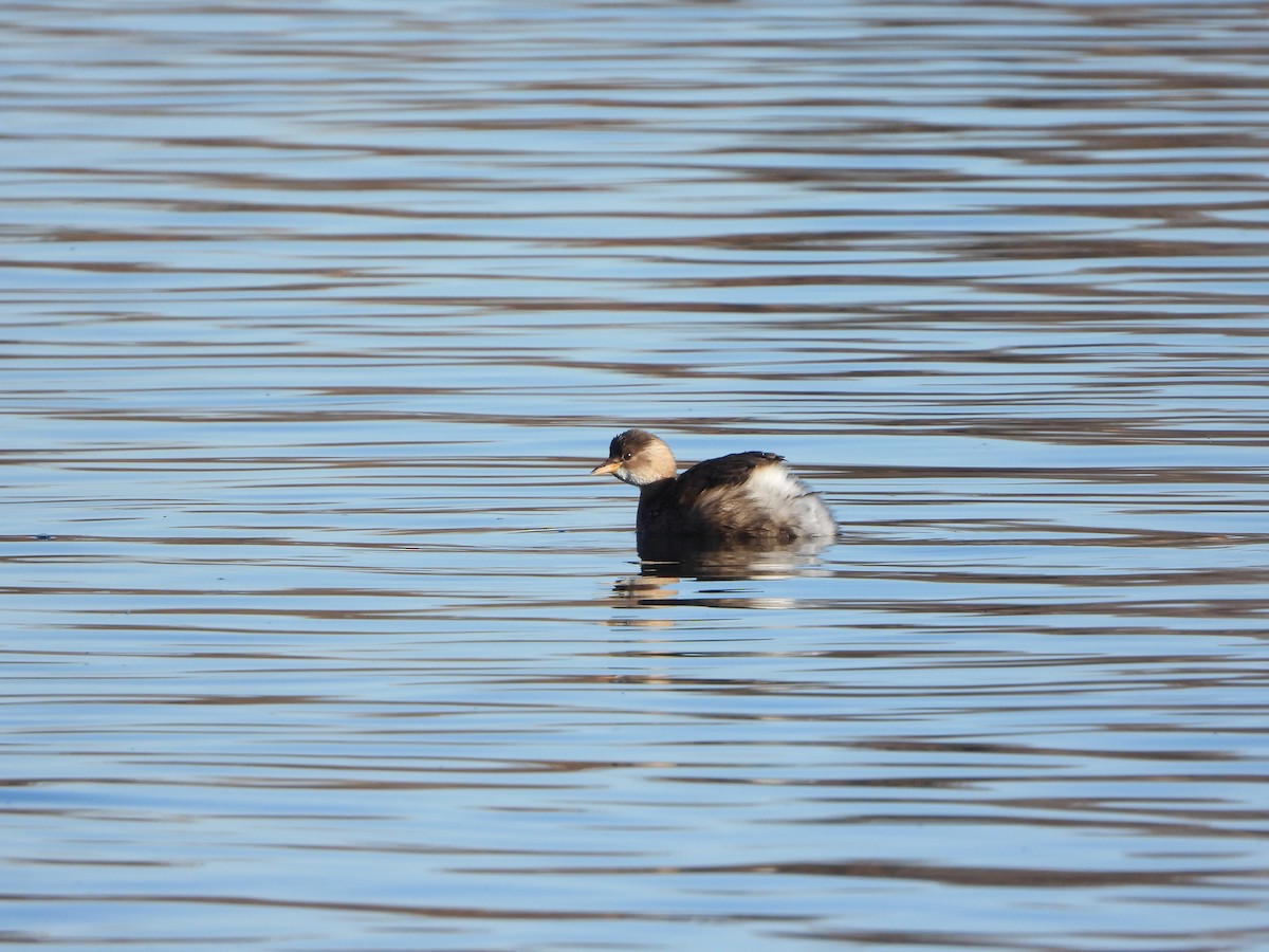 Малая поганка - ML646835544