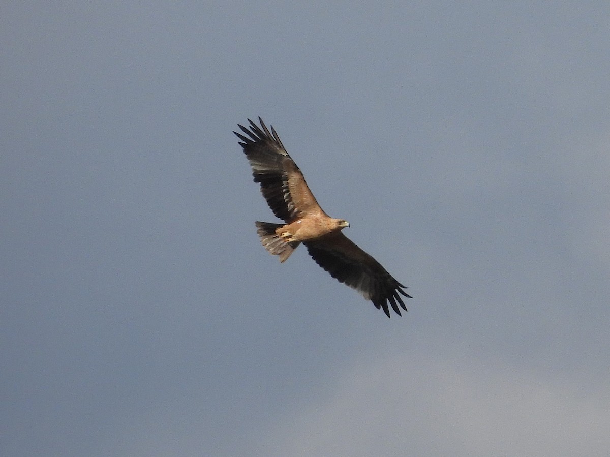 Spanish Eagle - ML646835547