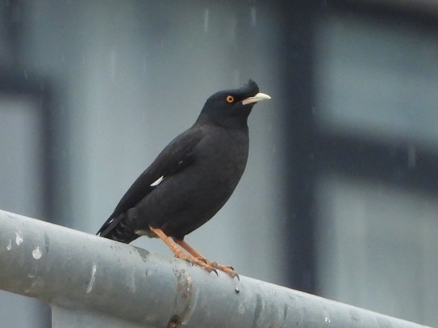Crested Myna - ML646835548