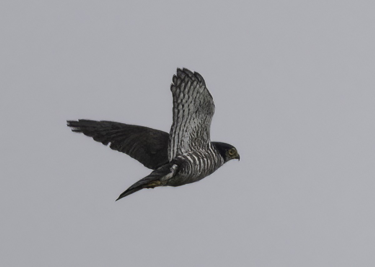 Белогорлый ястреб-крошка - ML646835551