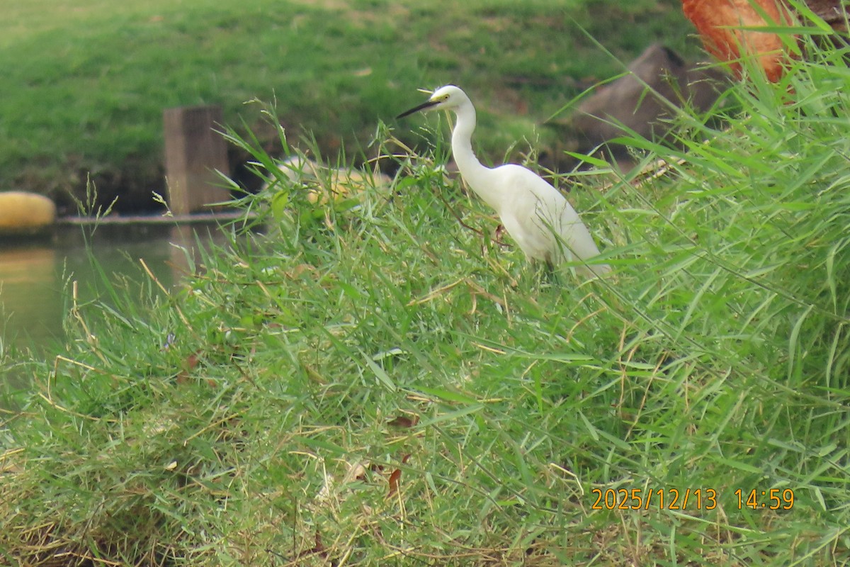 Little Egret - ML646835552