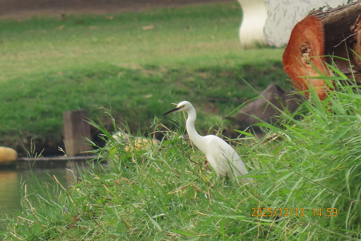 Little Egret - ML646835553