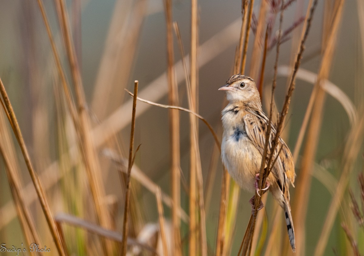 Zitting Cisticola - ML646835554