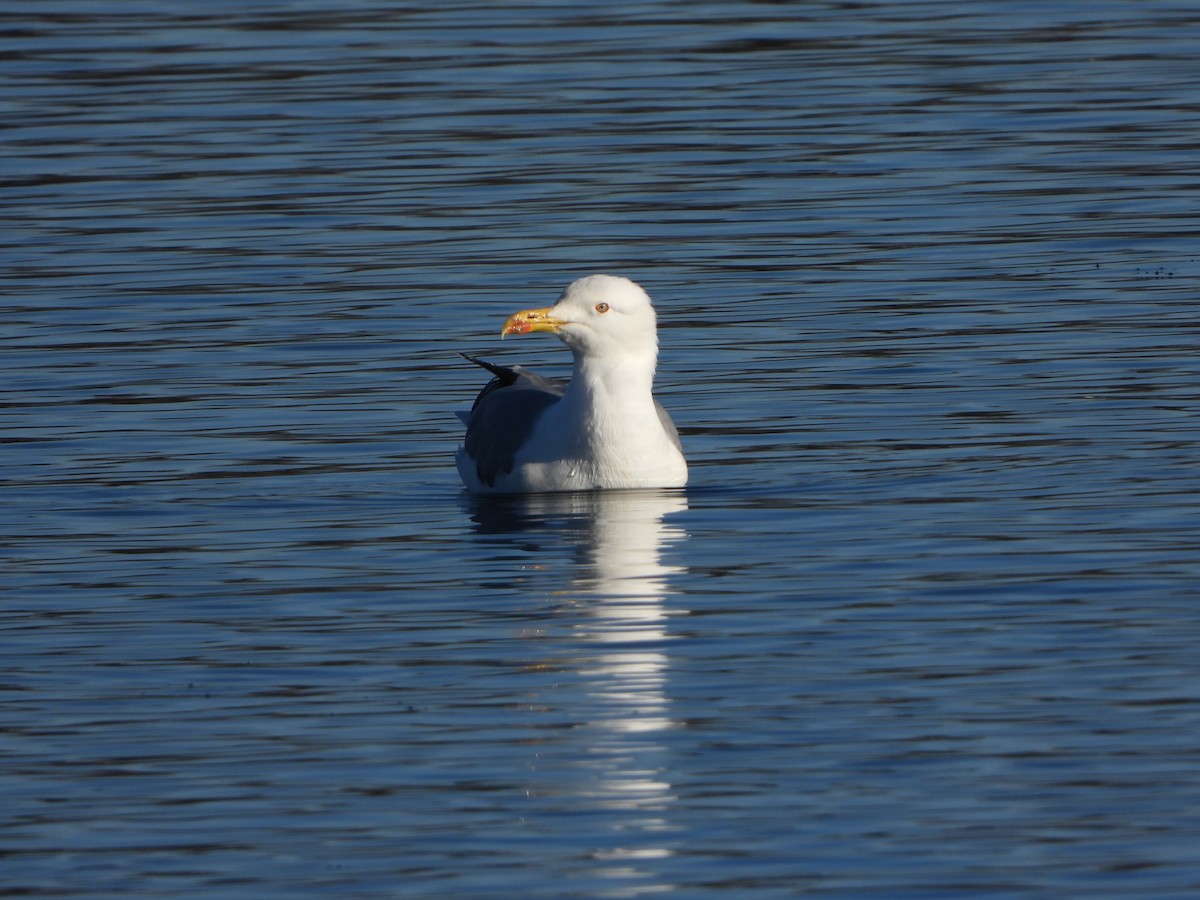 Средиземноморская чайка - ML646835555