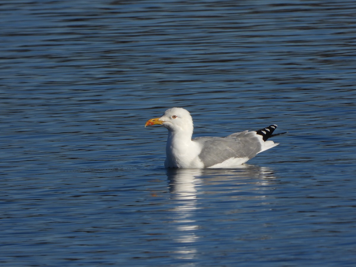 Средиземноморская чайка - ML646835556