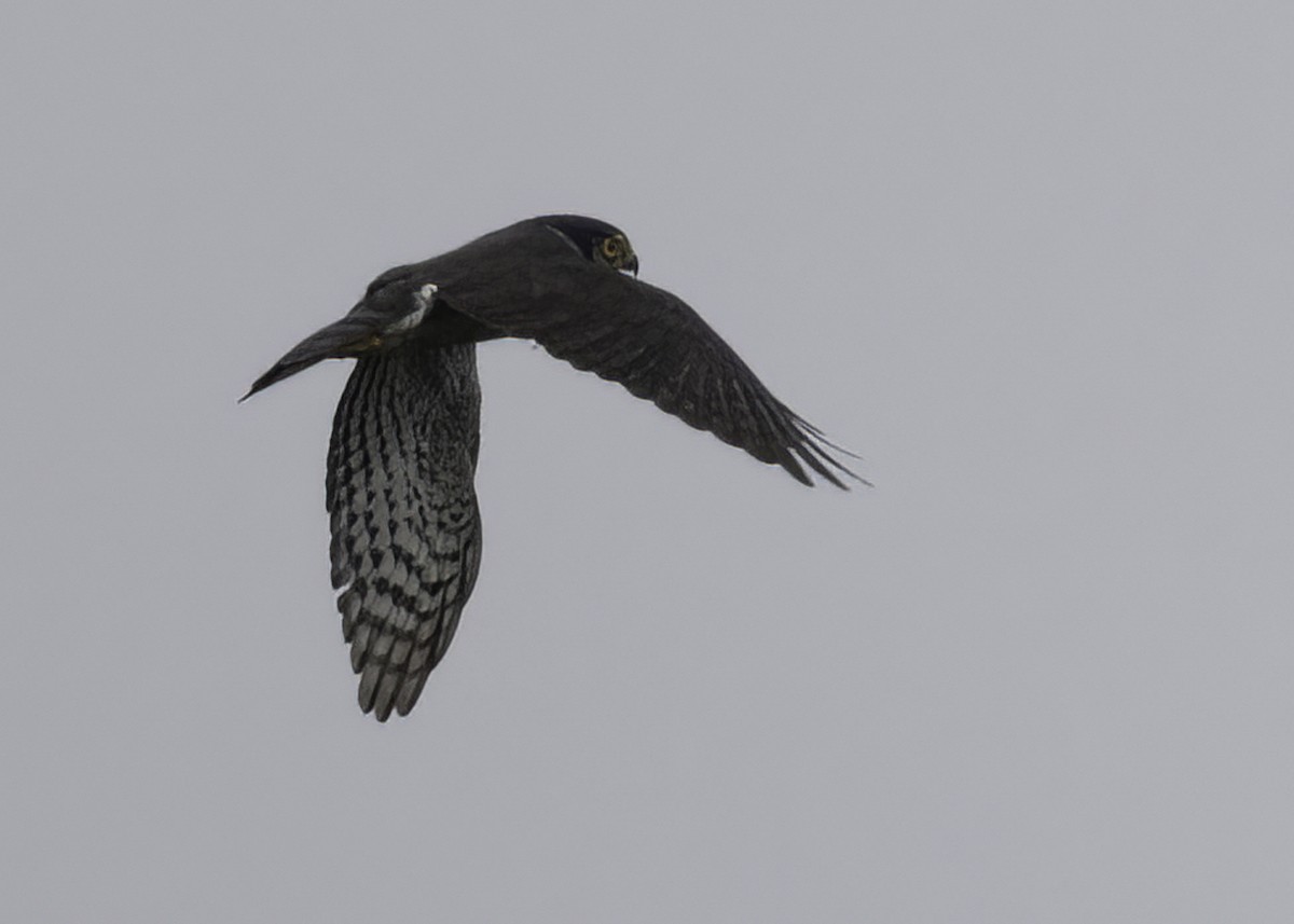 Белогорлый ястреб-крошка - ML646835557