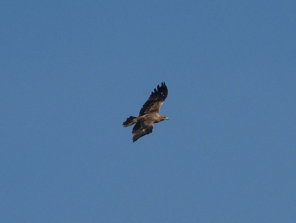 Spanish Eagle - ML646835558