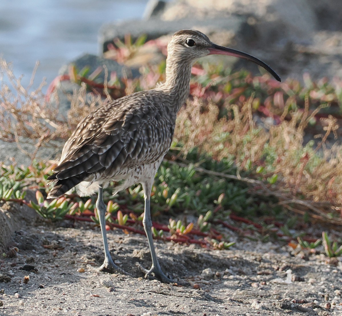 Regenbrachvogel - ML646835563